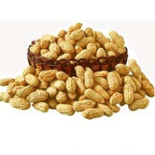 TJ 37 and TJ 41 Groundnut Peanut Kernel